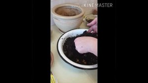 Посадка эухариса