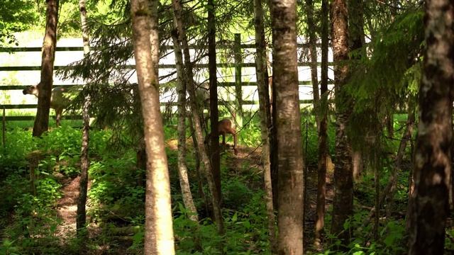 В зоопарке родились детеныши лесных северных оленей ? смотреть онлайн