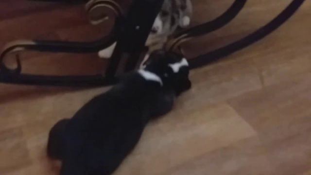 Девочки вельш корги кардиган, свободные для резервирования. Витаминки счастья!!! смотреть онлайн