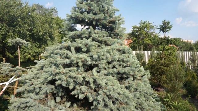 Стрижка ели в форме конуса смотреть онлайн