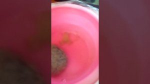 Уход за лягушками