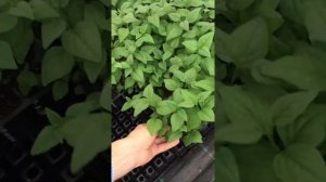 Саженцы сирени от компании Микроклон