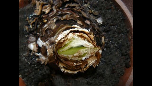 Почему не цветёт гиппеаструм? смотреть онлайн