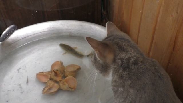 ?ПЕРЕСАЖИВАЮ КОМНАТНЫЕ РАСТЕНИЯ?.ЗАМИОКУЛЬКАС.Купила новый горшок.