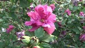 Hibiscus syriacus var. Duc de Brabant (ibišek syrský)