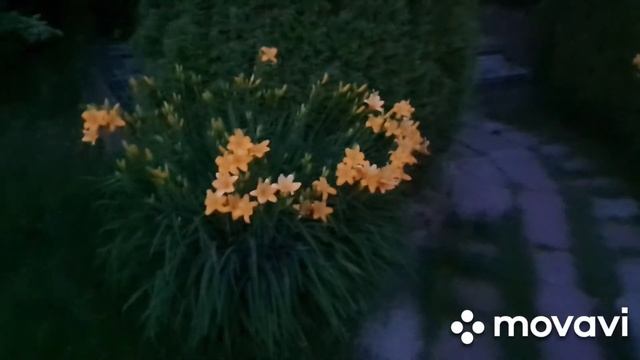 Вечерний променад по саду Лилейник ароматный, ранний пион, ель Инверса пендула, камнеломка смотреть онлайн