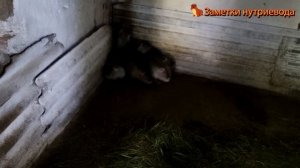 КОРМЛЕНИЕ НУТРИЙ УТРОМ И ВЕЧЕРОМ. Как, чем и во сколько?