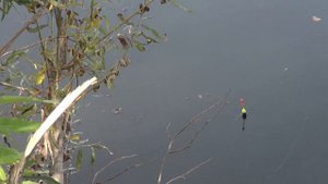 Ловим рыбу на черную львинку.