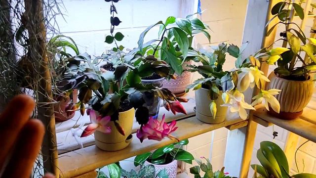 кошка в доме- горе цветовода