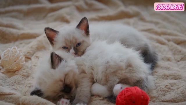 ¿CÓMO son las RAZAS de Gatos más PEQUEÑAS? ELEGANCIA en MINIATURA, Te lo CONTAMOS.❤️ смотреть онлайн