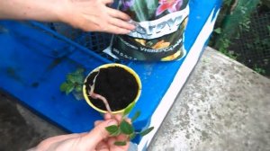 посадка БАЛЬЗАМИНА