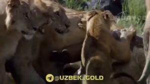 хайвонот олами