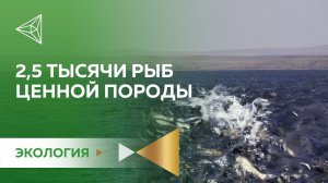 Зарыбление Ириклинского водохранилища