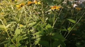 312 Хосты от Татьяны.