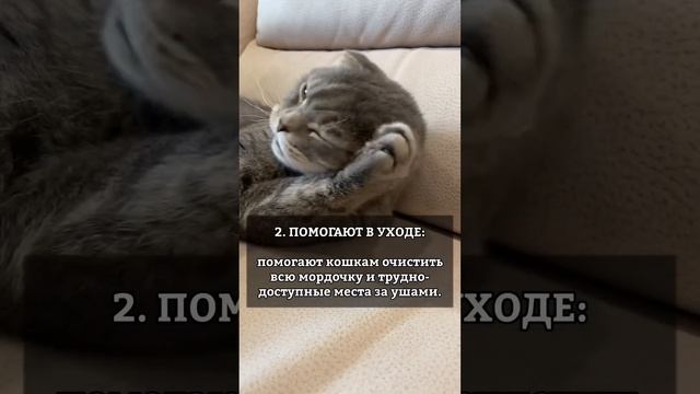 СЕКРЕТЫ КОШАЧЬИХ ЛАП