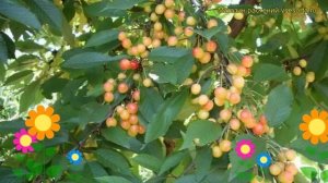 Черешня Орловская розовая. Краткий обзор, описание характеристик prunus avium Orlovskaia rozovaya