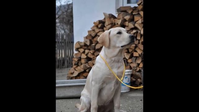 С Днём рождения, Сказка! смотреть онлайн