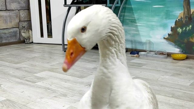 Новый год встречал с гусём! У кого такое было?🤭 смотреть онлайн