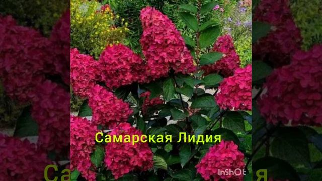Топ 5 самых красных сортов  метельчатых гортензий !!!