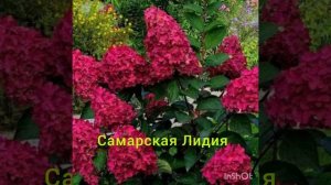 Топ 5 самых красных сортов метельчатых гортензий !!!