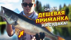 Секретная приманка на судака! Рыбалка на Рыбинском водохранилище.