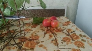 Обрезка саженцев.Исправление формы кроны.