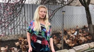 Куриный бизнес и опыт от покупки кур с птицефабрики