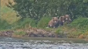 Медвежата не успели увидеть-куда мама ушла#Katmai National Park, Alaska 2023