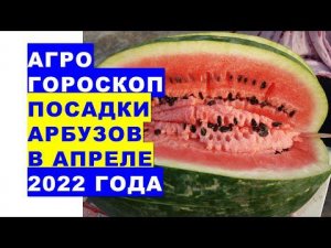 Агрогороскоп посадки арбузов в апреле 2022 года