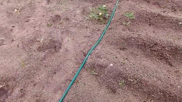 Кабачки и тыквы в открытом грунте. Всходы  22 мая.
