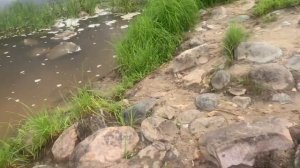 Плотина на реке Сухона. Вологодская область. В поиске крупного хищника или мормышинг выручает :-)