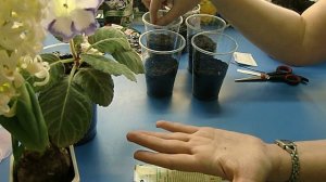 ?Бальзамин, посев семян с запасом на вытягивание ! Сеянцы бальзамина сильно вытягиваются? ?