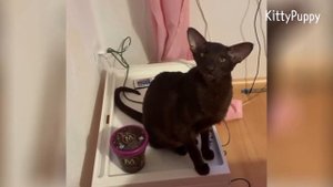 Talkative Oriental Shorhair Cat Meow All Day : Carla's Sweet Voice : Ориентальная Кошка