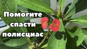 Погибнет или его еще можно спасти? Кто на подоконнике живет? Всех нужно формировать. 27 апреля 2024