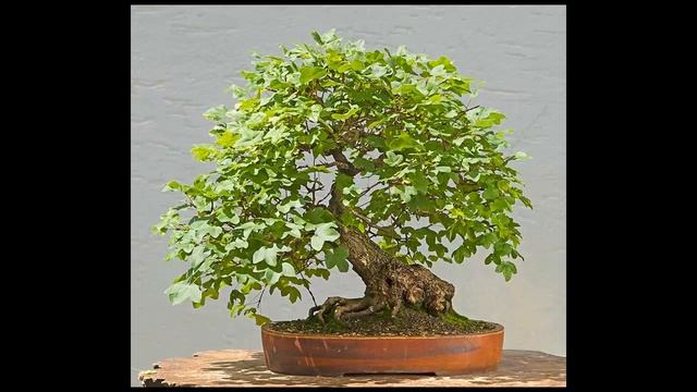 Bonsai Training Guide for Acer ginnala #19 смотреть онлайн