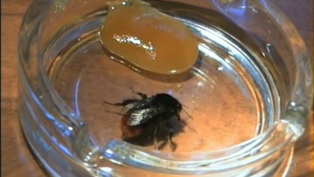 Первомайский Шмель смотреть онлайн