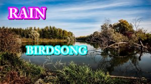 ЗВУКИ ПРИРОДЫ,ДОЖДЬ,ПЕНИЕ ПТИЦ. ASMR для успокоения нервной системы, медитации, хорошего сна!