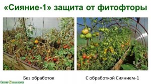 Выращивание томатов в экологическом садоводстве. Видеолекция