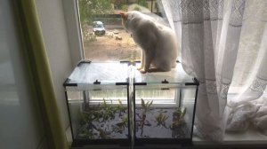 Эхинодорусы На Подоконнике (25 Видов). Очень Просто!