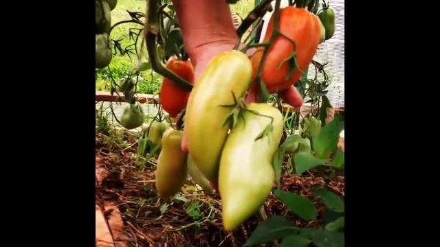 #shorts#Томат КОРНАБЕЛЬ # смотреть онлайн