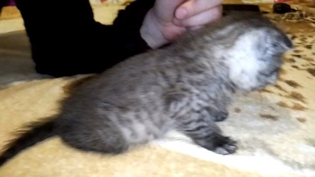 Шотландские Котята- Дети Нашего Кота!
