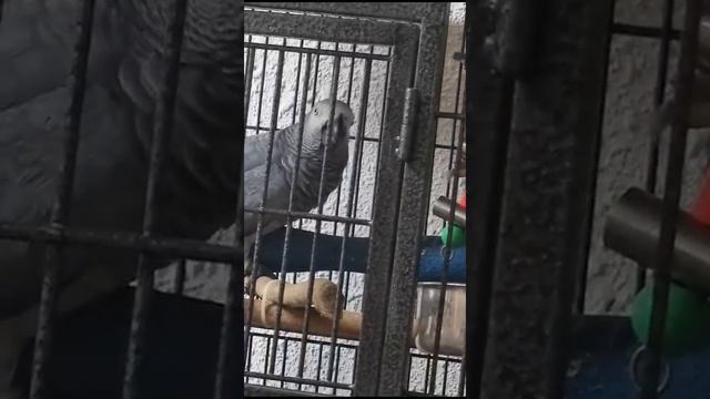 Услышала стук... -Шо это?? - А. Стучат соседи... смотреть онлайн