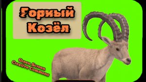 Горный козёл видео green screen футаж .Хромакей анимация на зелёном фоне.