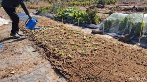 SUB) 지금 심어서 봄까지 먹는 겨울 채소와 시골생활 ??| 시골살이 | 힐링 | 브이로그 | 농촌 | vlog | Korean countryside life |