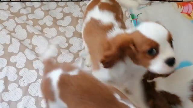 БЕЛЫЙ ЛОБИК смотреть онлайн