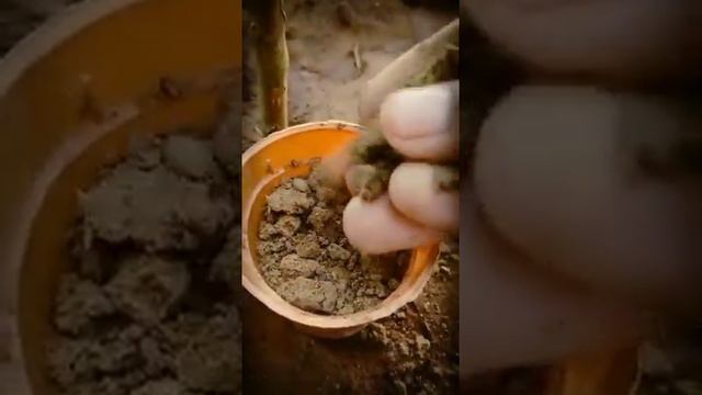 How to grow MADAGASCAR PERIWINKLE (SADABAHAR) from seeds.