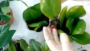 Замиакулькас из листа. Как посадить? Как вырастить? Как размножать?