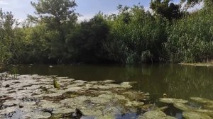 Ловля карася на ПОПЛАВОК в кувшинках - рыбалка на малой реке летом