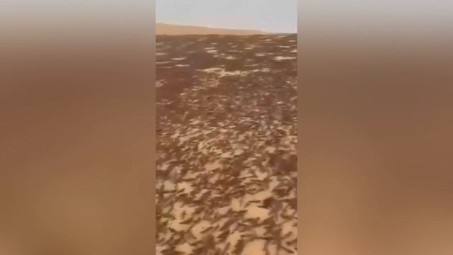 Apocalypse! 700 billion locusts! Plague has hit Dubai! Insects are everywhere! смотреть онлайн