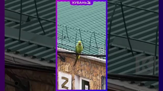 Попугай (возможно, Кеша) с зимы живет на улице в Краснодаре